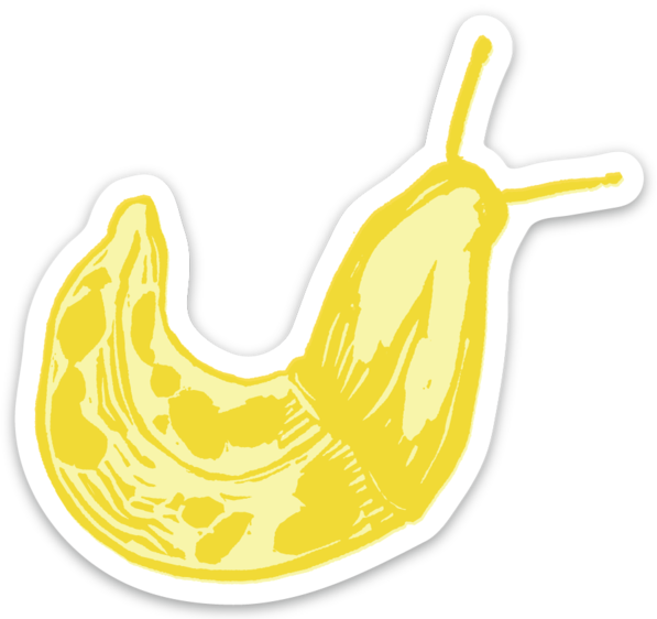 Banana Slug - Vinyl Sticker