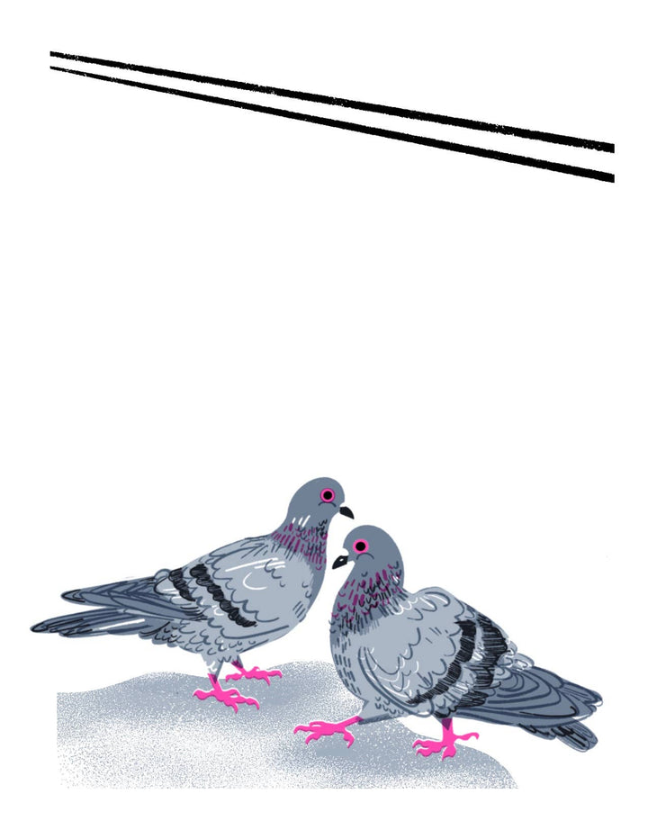 Pigeons! &